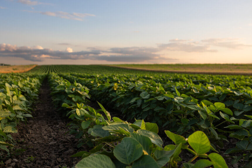 Natural Biopesticides Could Help Farmers Avoid Residue Limits and Reduce Food Waste