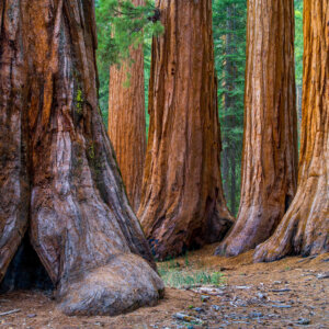 To Save the Sequoias, Bring Back Good Fire