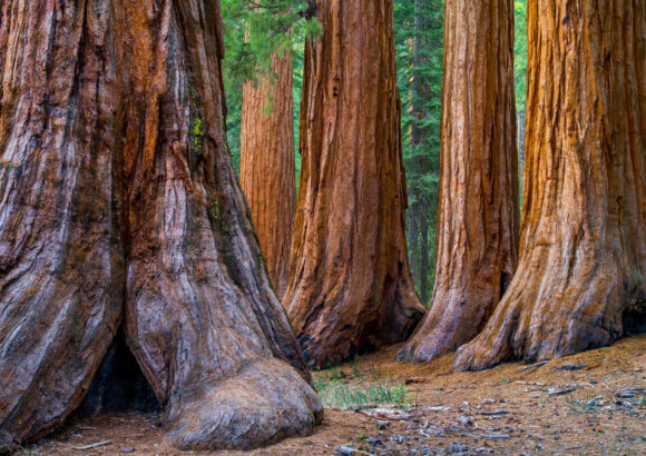 To Save the Sequoias, Bring Back Good Fire