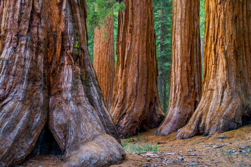To Save the Sequoias, Bring Back Good Fire