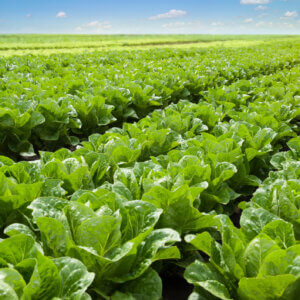 Could Lasers Replace Herbicides? Could Lasers Replace Herbicides?