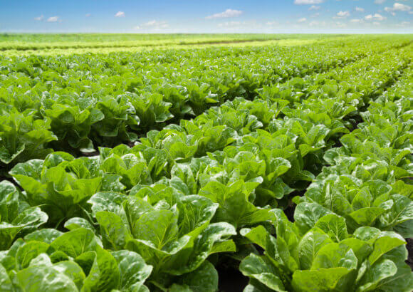 Could Lasers Replace Herbicides?