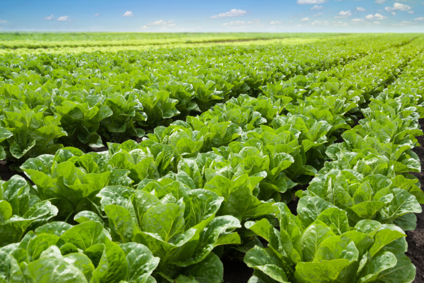 Could Lasers Replace Herbicides?