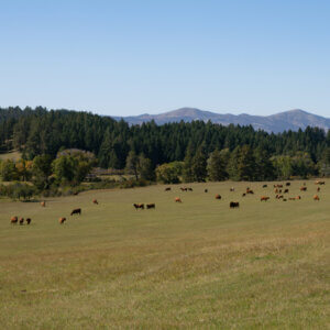 How Satellite Technology Is Unlocking Virtual Fencing for Ranchers