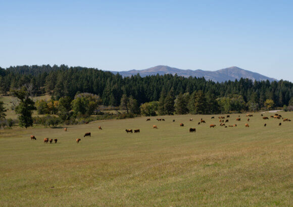How Satellite Technology Is Unlocking Virtual Fencing for Ranchers