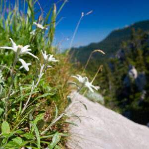To recover endangered species, invest in plants To recover endangered species, invest in plants