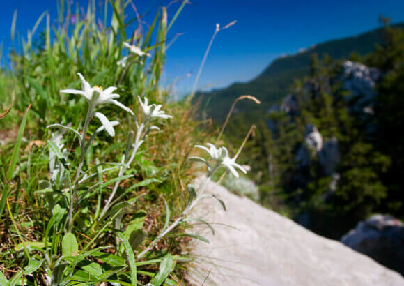 To recover endangered species, invest in plants
