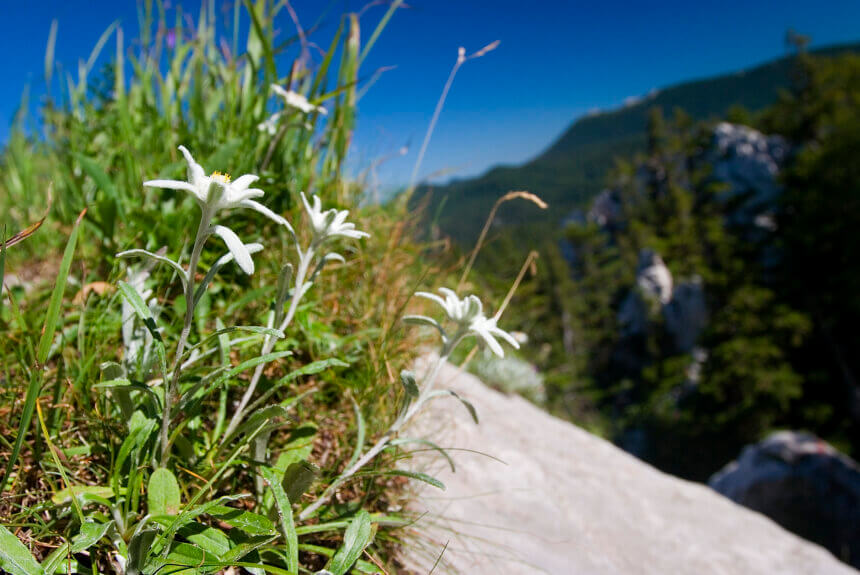 To recover endangered species, invest in plants To recover endangered species, invest in plants