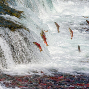 How RESOLVE Is Bridging Conservation and Critical Minerals