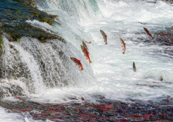 How RESOLVE Is Bridging Conservation and Critical Minerals