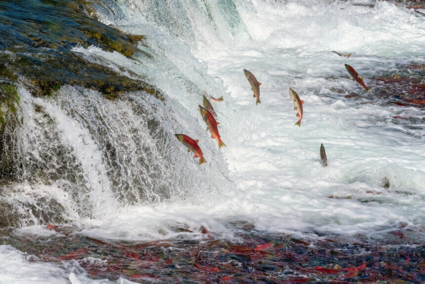How RESOLVE Is Bridging Conservation and Critical Minerals