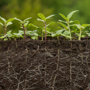 USDA Asks Partners to Develop AI Solutions to Accelerate Crop Innovation