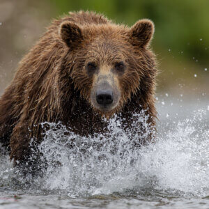 Interior Announces State Management of Grizzly Bears Interior Announces State Management of Grizzly Bears