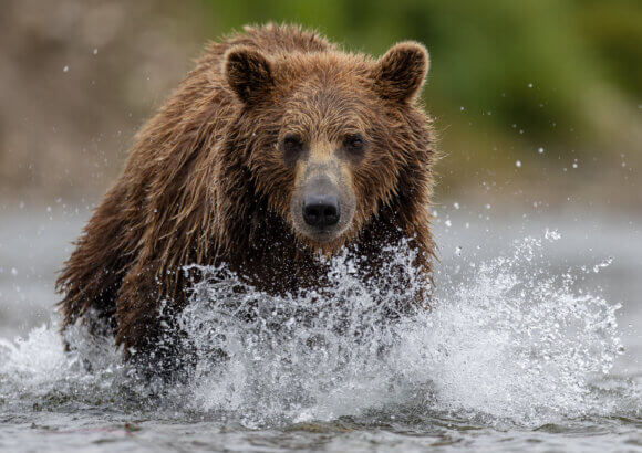 Interior Announces State Management of Grizzly Bears