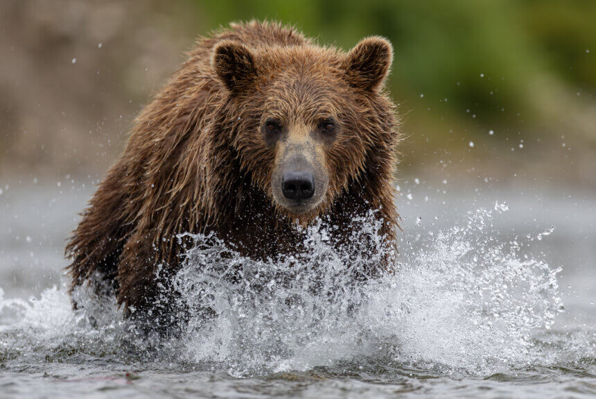 Interior Announces State Management of Grizzly Bears Interior Announces State Management of Grizzly Bears