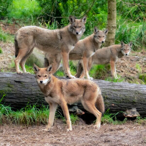 Common Sense Returns to the Endangered Species Act