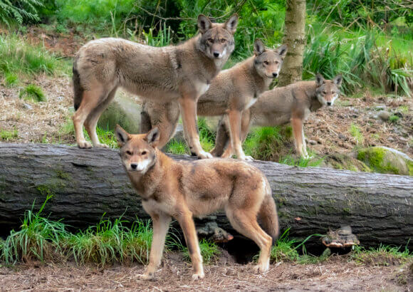 Common Sense Returns to the Endangered Species Act