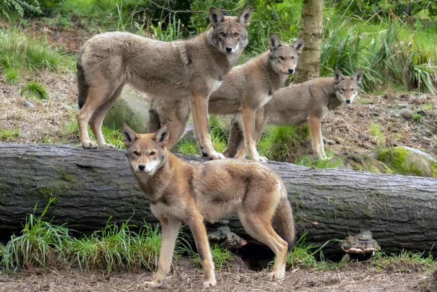 Common Sense Returns to the Endangered Species Act
