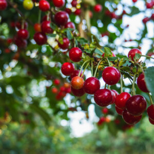 AI Mapping Links Drones and LiDAR for Smarter Orchard Robots AI Mapping Links Drones and LiDAR for Smarter Orchard Robots