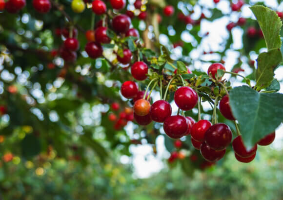 AI Mapping Links Drones and LiDAR for Smarter Orchard Robots