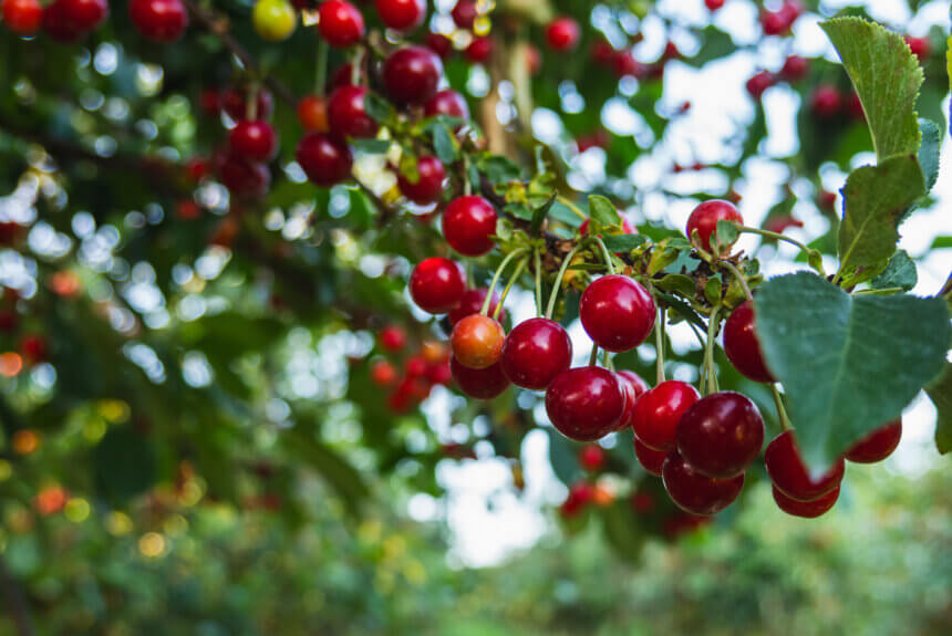 AI Mapping Links Drones and LiDAR for Smarter Orchard Robots AI Mapping Links Drones and LiDAR for Smarter Orchard Robots