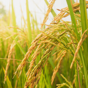 Google Signs Largest-Ever Rice Methane Carbon Credit Deal with Indian Startup 