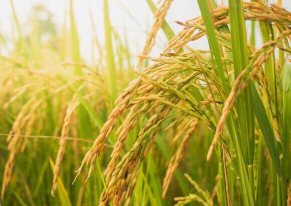 Google Signs Largest-Ever Rice Methane Carbon Credit Deal with Indian Startup 