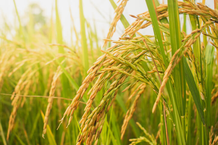 Google Signs Largest-Ever Rice Methane Carbon Credit Deal with Indian Startup Google Signs Largest-Ever Rice Methane Carbon Credit Deal with Indian Startup