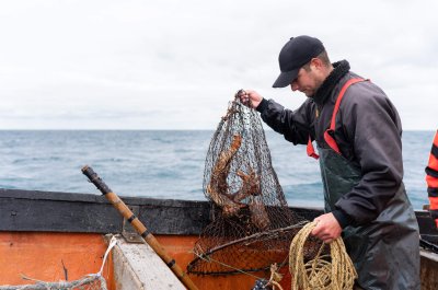 Fisherman holding a net with lobsters on a boat