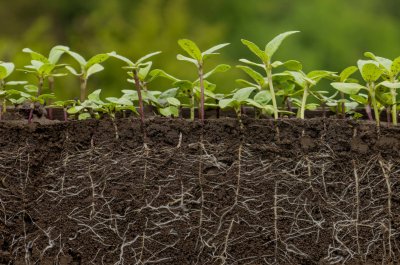 Young sunflower plants in the soil with roots