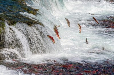 Red Salmon Jumping Waterfall